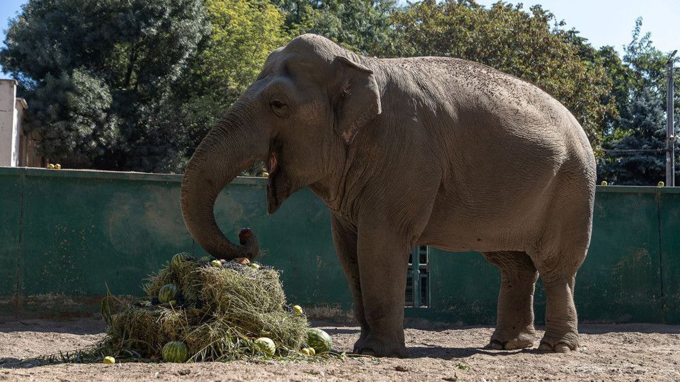 В Одесском зоопарке отпраздновали День рождения слонихи