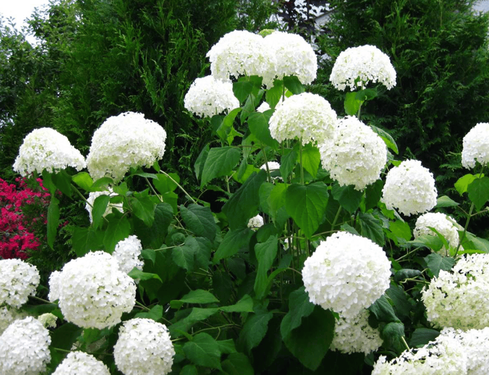 Гортензии