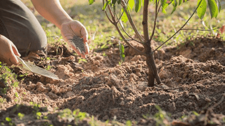 Как подкормить деревья летом, чтобы улучшить урожай осенью — важные правила - 285x160