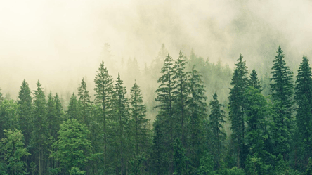 Распорядились лесами на свое усмотрение — на Николаевщине раскрыли очередные сделки с землей - 285x160
