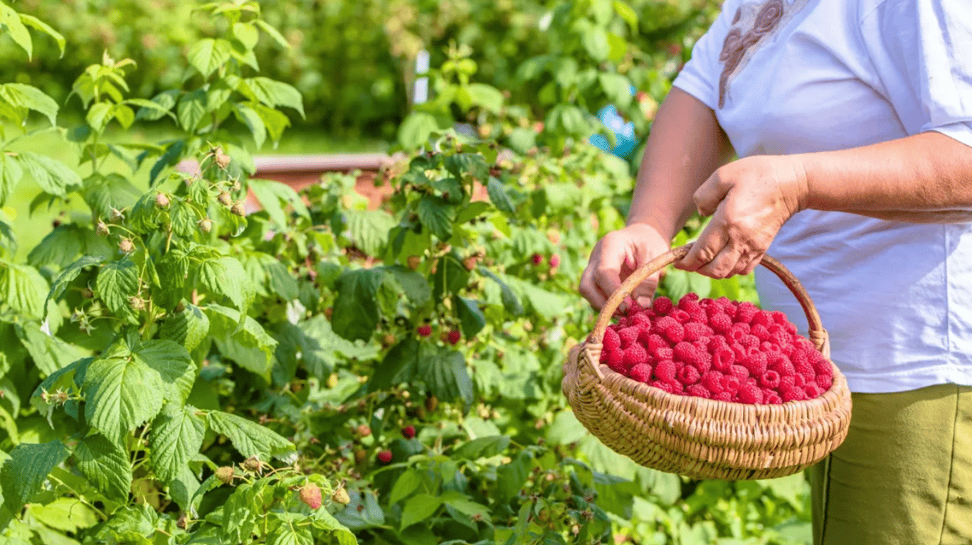 Збір врожаю малини у саду.