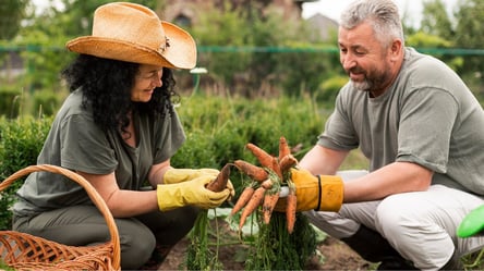 Коли сіяти моркву у відкритий ґрунт навесні 2024 року — терміни та поради - 285x160