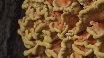 Лісовий делікатес жар-гриб — де росте та як готувати - 285x160