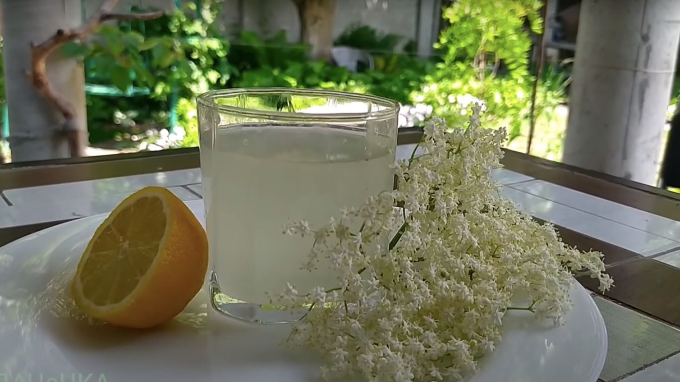 вкусный и полезный рецепт кваса из бузины