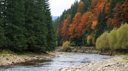 Рідкісний червонокнижний гриб уперше помітили в Карпатах - 285x160