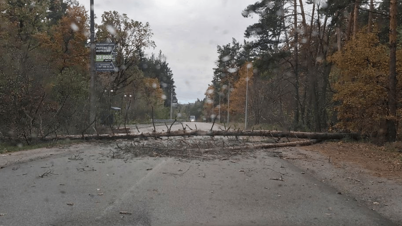 Непогода в Киеве — в результате падения дерева погиб человек