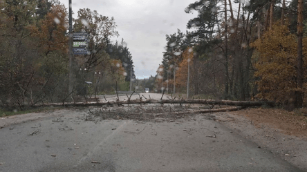 Непогода в Киеве — в результате падения дерева погиб человек - 285x160