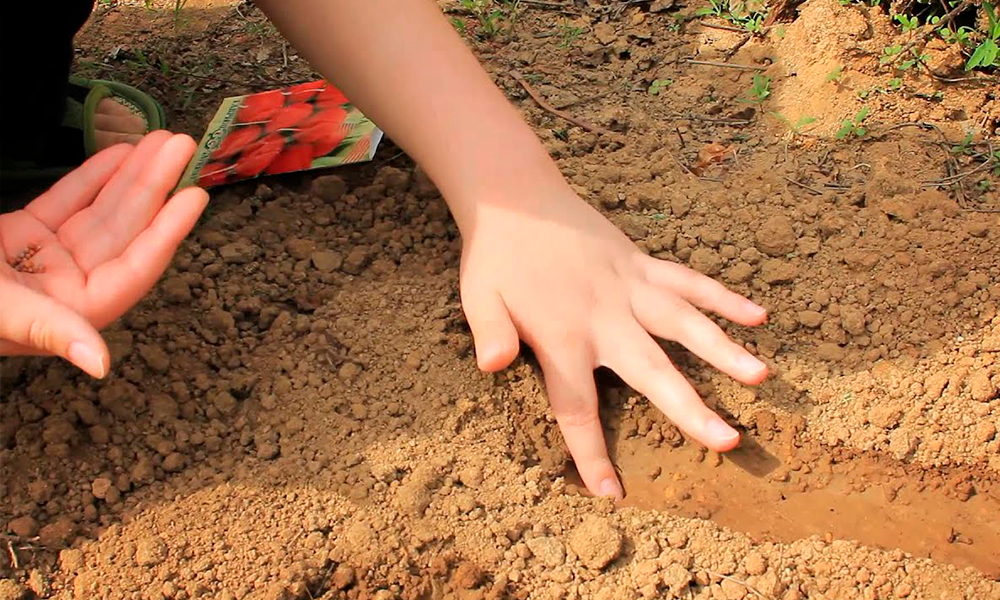 Посев редиски