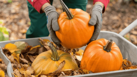 Самый простой способ сохранить тыквенные семечки до весны - 285x160