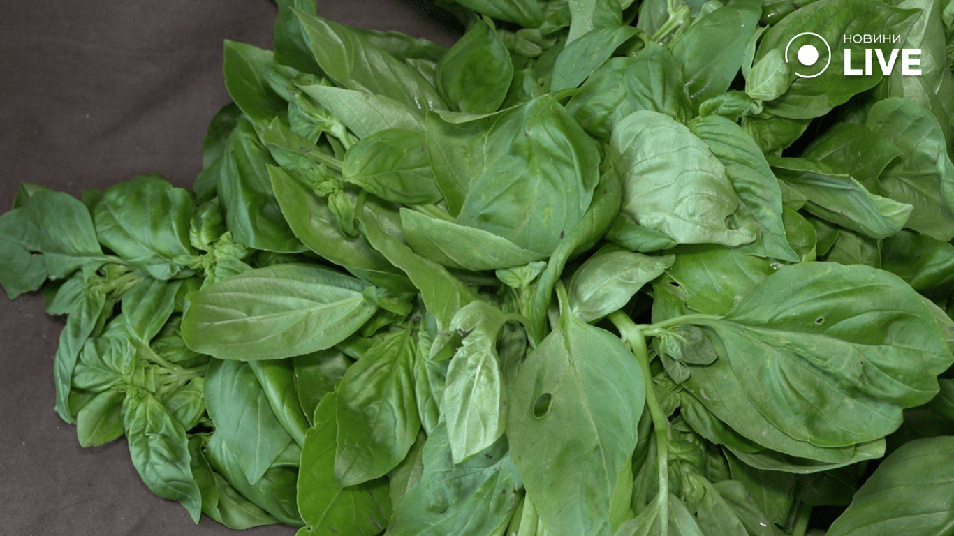 Базилів на прилавку