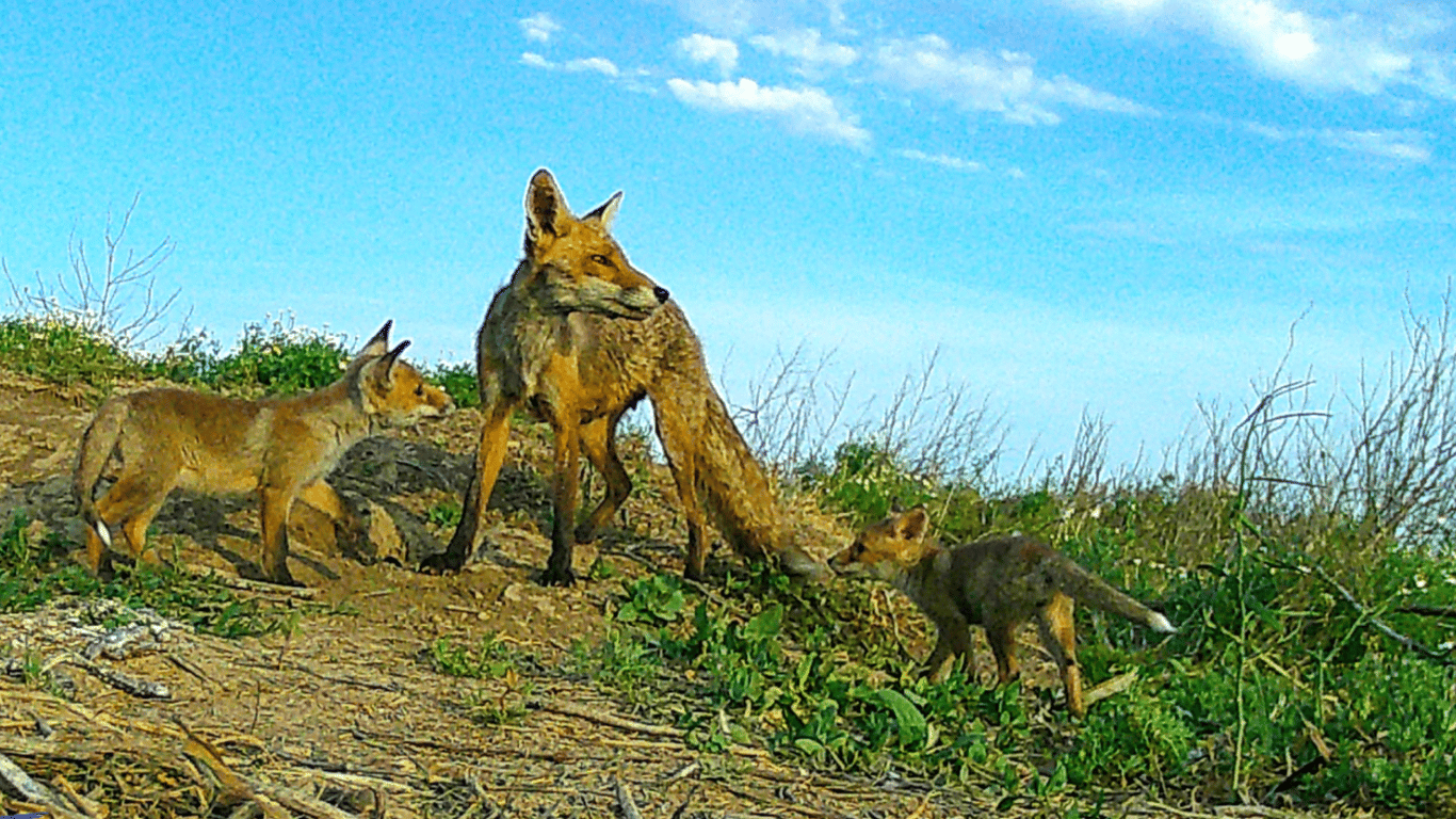 Борсуки ходять в гості до лисиць — на Одещині спостерігають незвичну поведінку тварин - фото 1