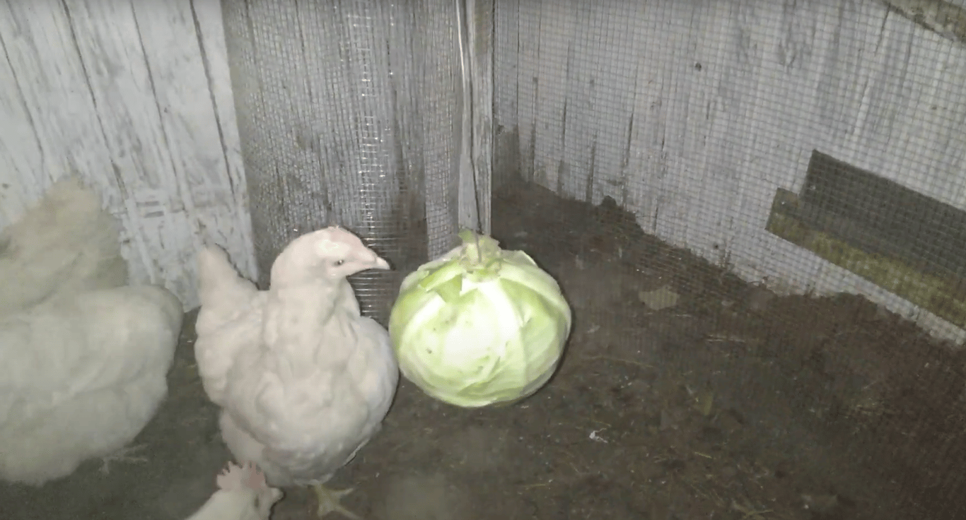 Капуста в курятнике