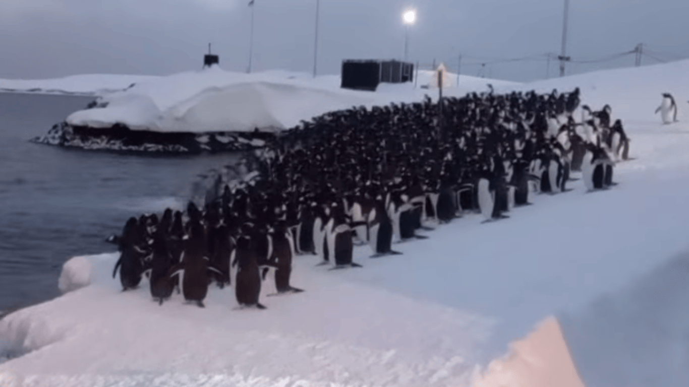 Сотни пингвинов собрались возле станции "Академик Вернадский": невероятное зрелище