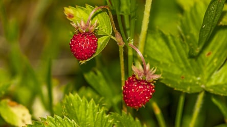 Как спасти землянику от морозов — естественное укрытие без химии - 285x160
