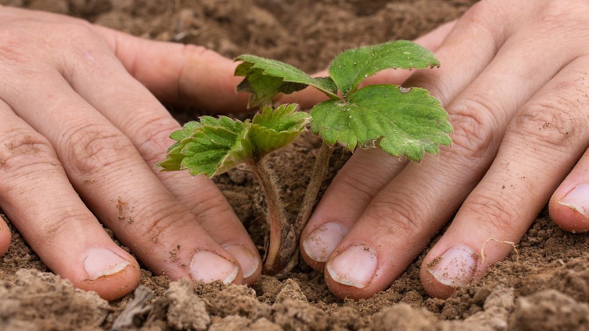 Посадка клубники