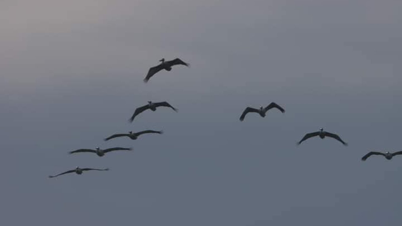 На Тузловские лиманы в Одесской области прилетели розовые пеликаны