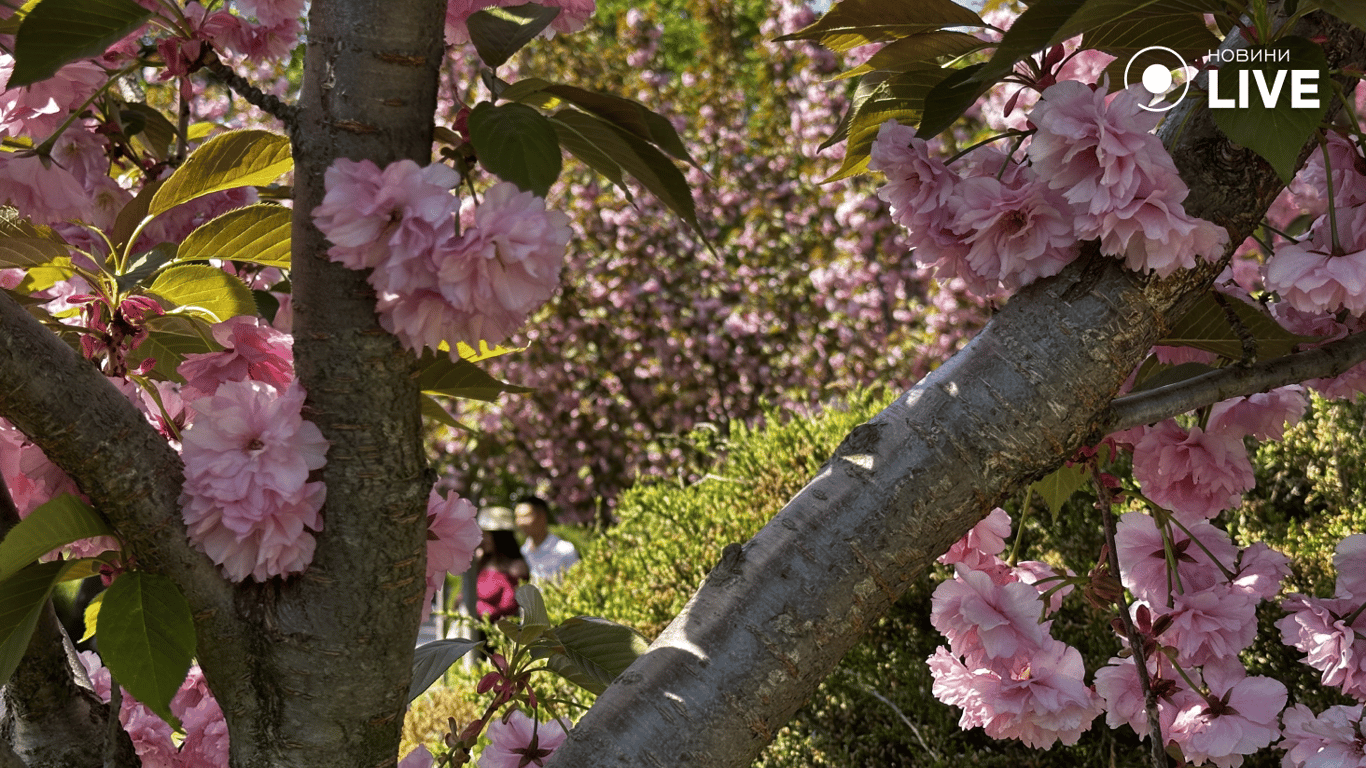 В одеському парку Перемоги цвіте сакура 