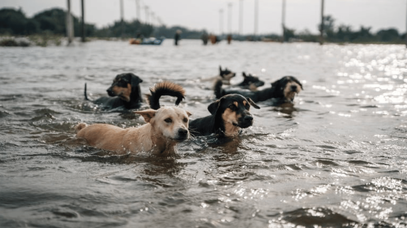 Подрыв Каховской ГЭС: как животных спасают из смертной ловушки