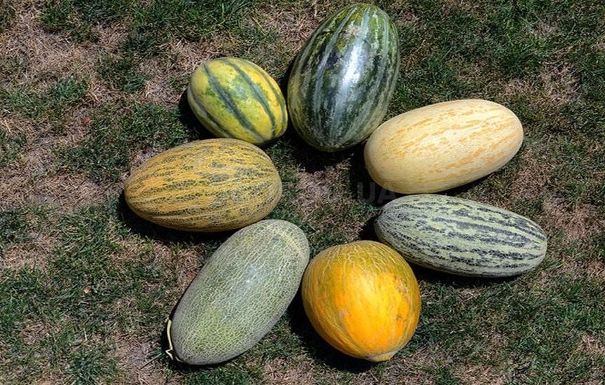 Сорта дыни