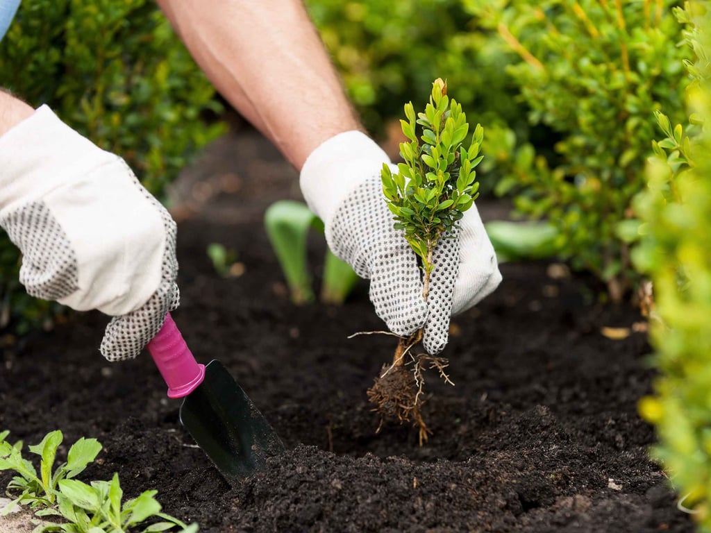 Выкапывание растения в саду