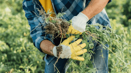 Як легко очистити доріжки від бур’янів своїми руками - 285x160