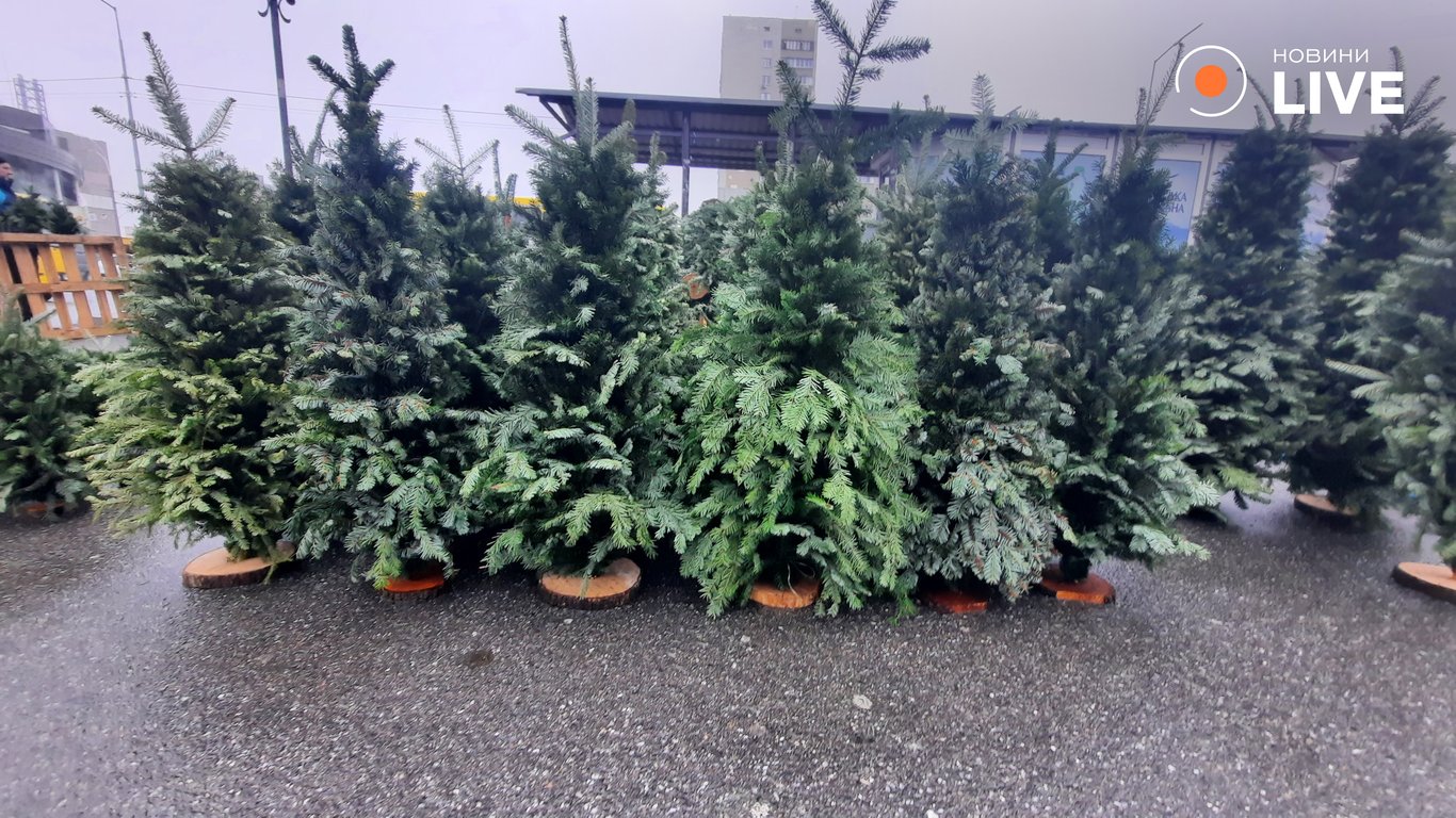 Цены на елку в Киеве