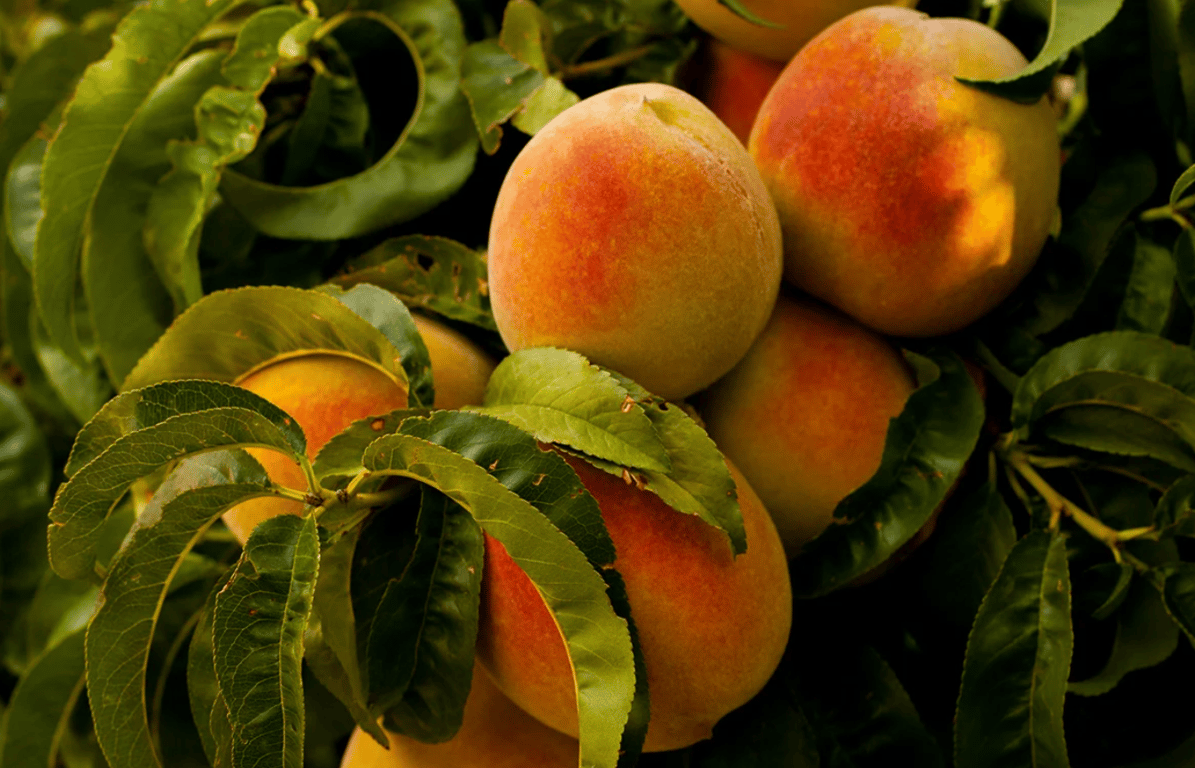 Много больших персиков на дереве