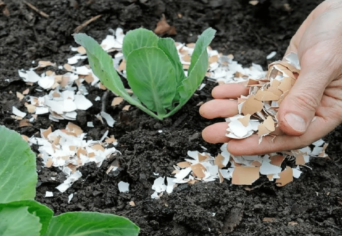 Огородник, посыпающий растения яичной скорлупой
