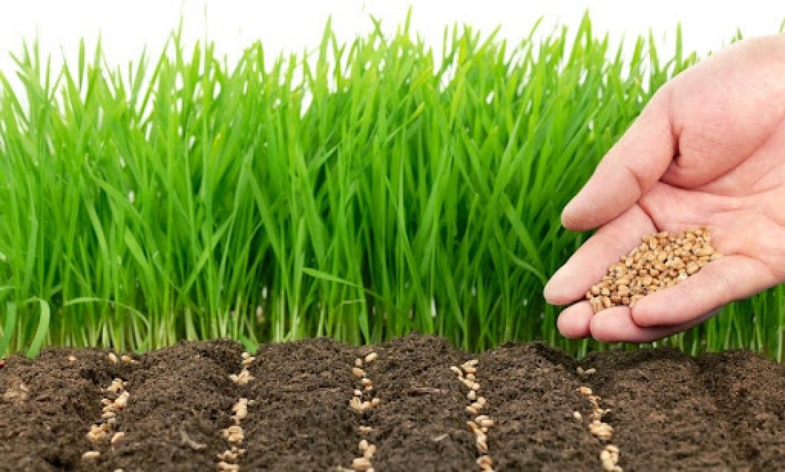 Посев сидератов