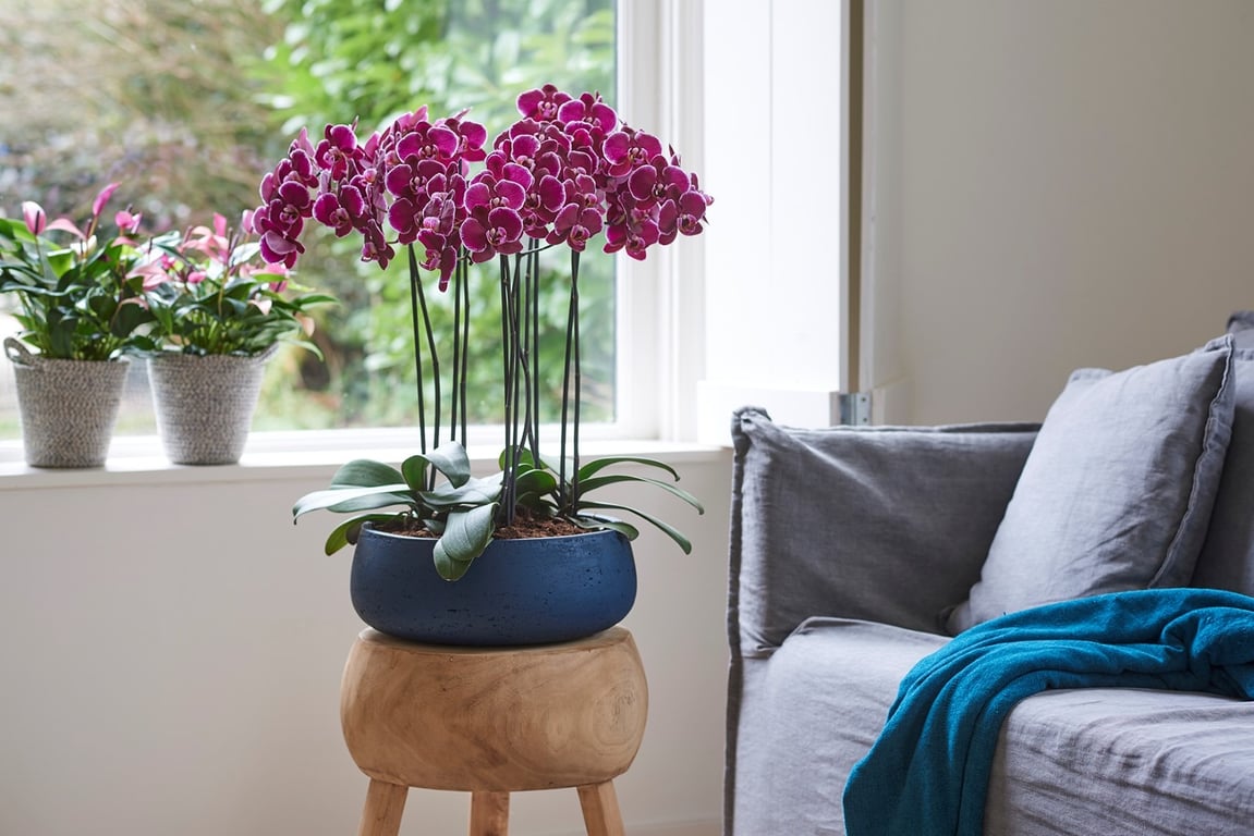 Две яркие орхидеи в горшке