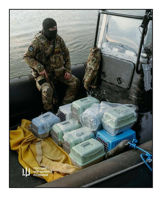 Порятунок котів з острова Зміїний