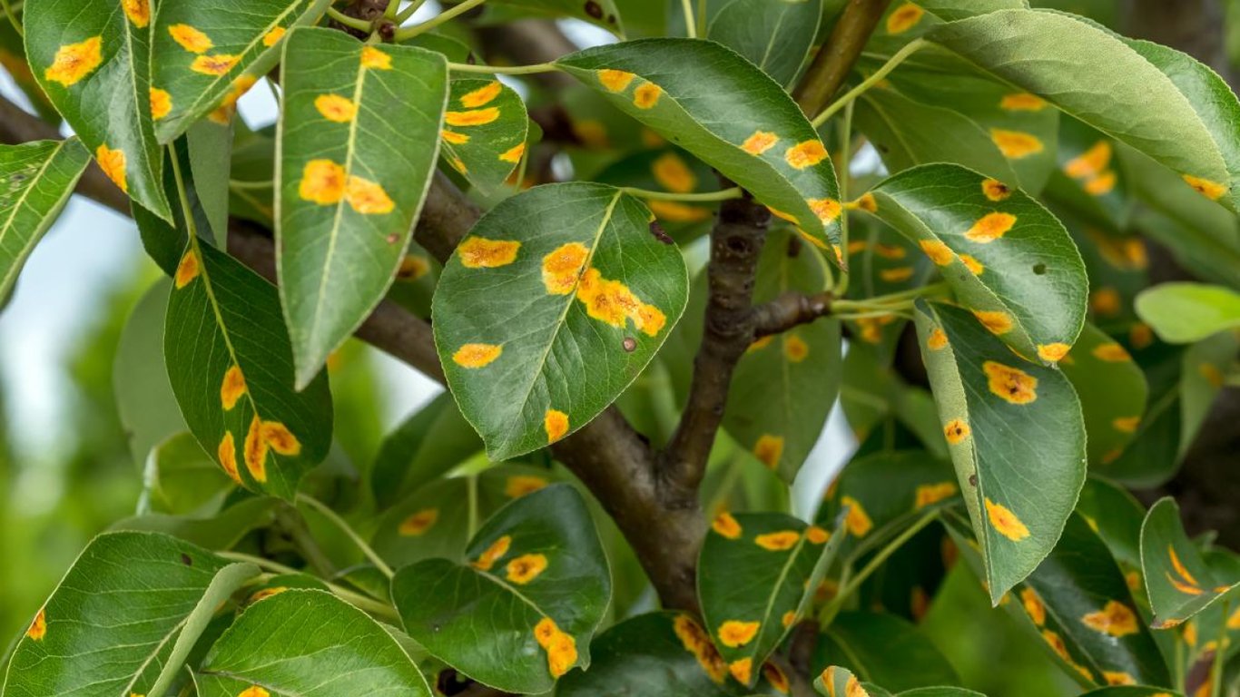 Уражене грибком листя.