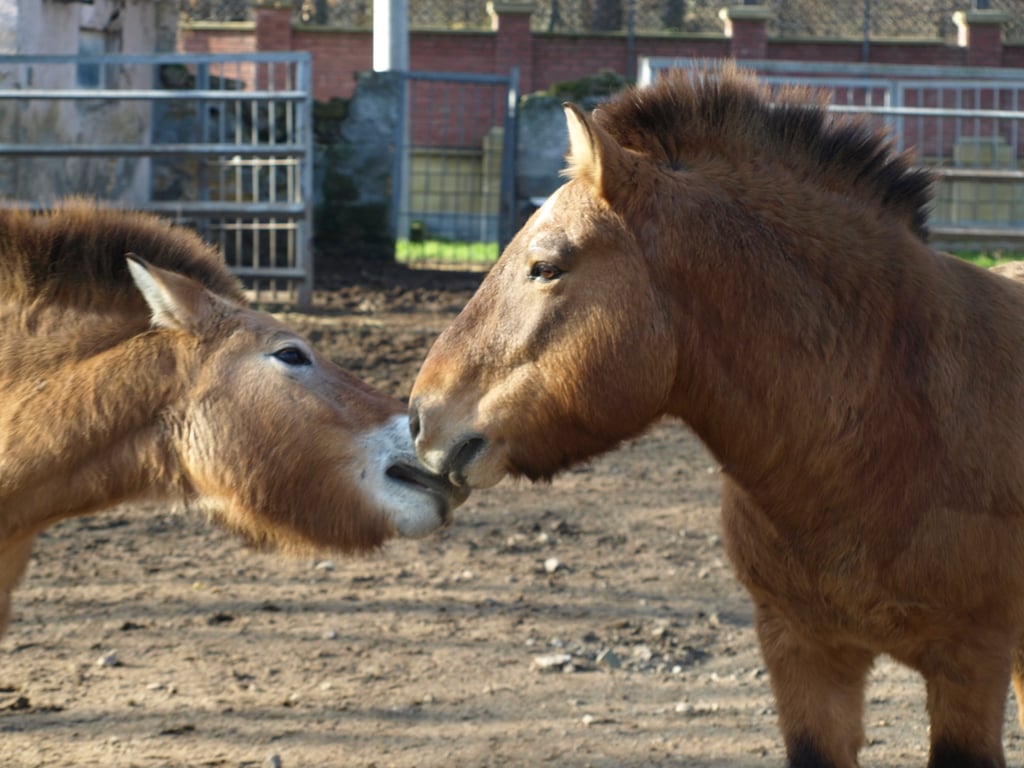 Поні в зоопарку