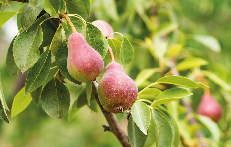 Урожай на грушевом дереве