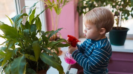 Ці кімнатні рослини небезпечні для дітей — приберіть їх з оселі негайно - 290x166