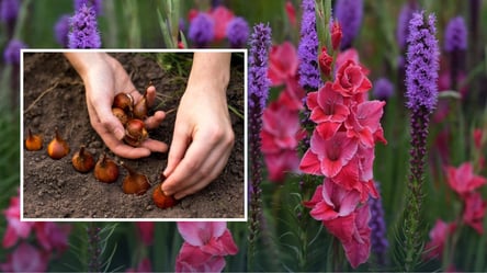 Посадите эти луковичные цветы в марте — сад будет цвести до осени - 290x166