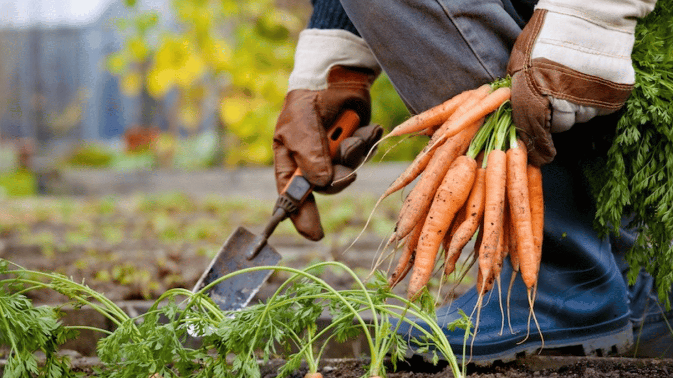 Коли садити моркву навесні 2024 за місячним календарем