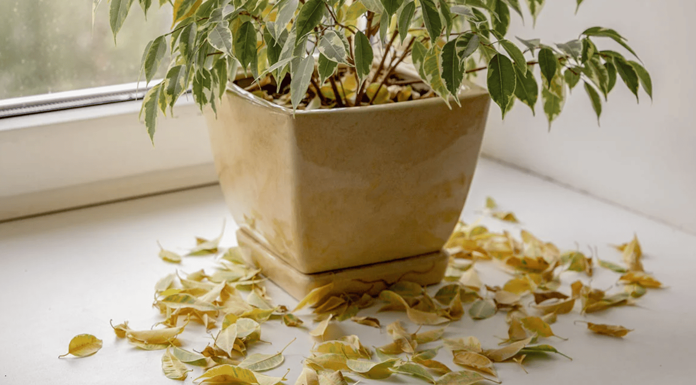 Фикус, c которого осыпались листья