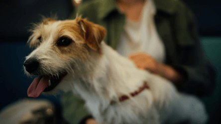 Подорож з твариною в УЗ — що треба знати перед купівлею квитка - 285x160