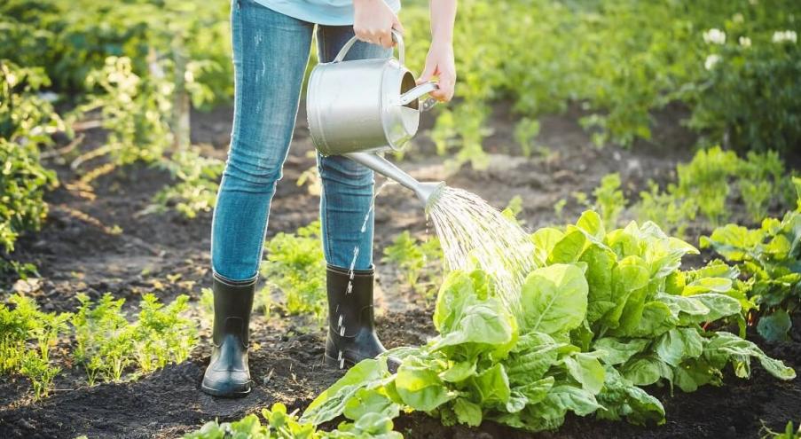 Уход за растениями