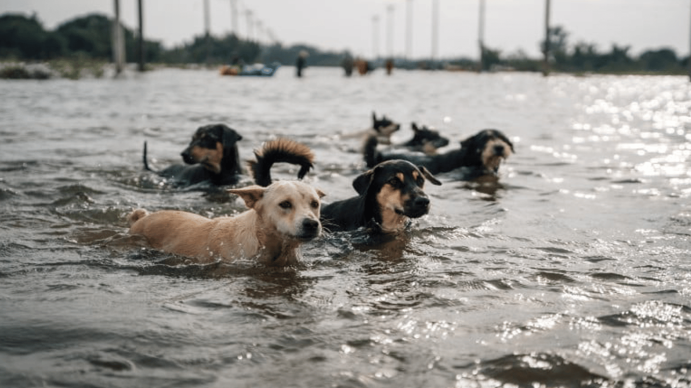 Подрыв Каховской ГЭС: как спасают пострадавших животных — видео
