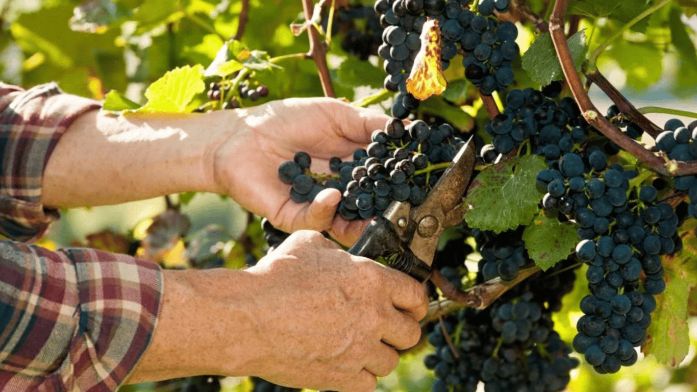 Як обрізати і чим обприскувати виноград навесні 2024 — поради для дачників