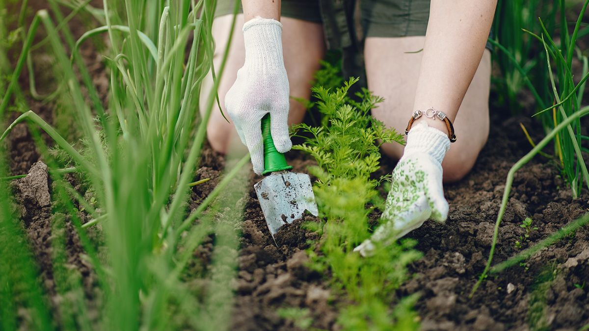 Дачница, сажающая овощи.