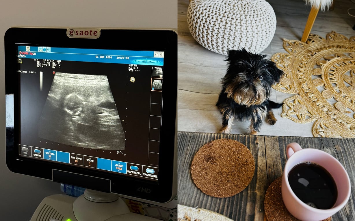 Вагітна собака Хіменеса-Браво