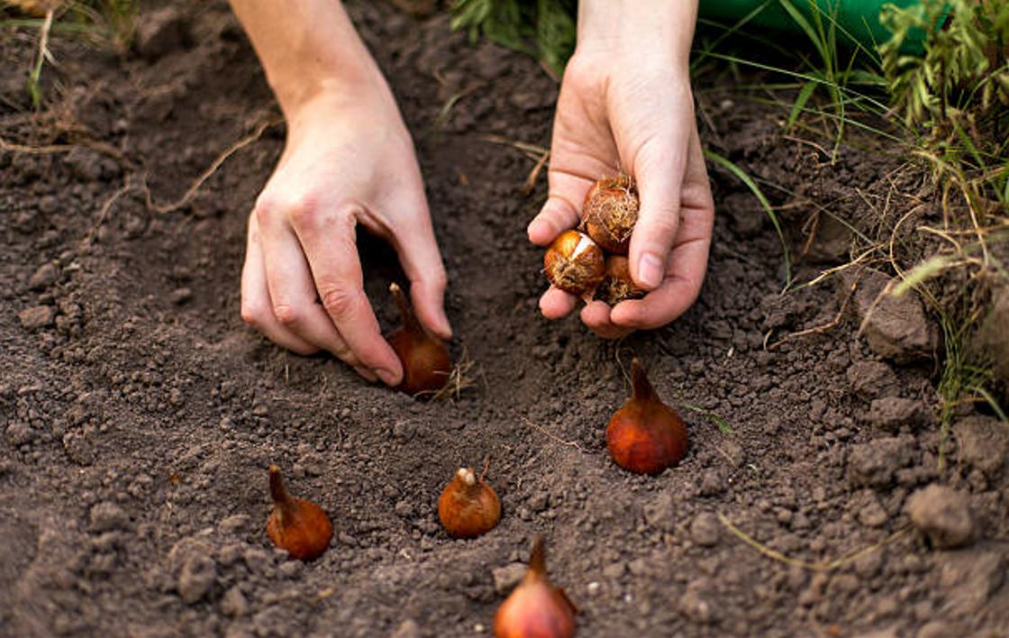 Посадка луковиц тюльпанов в грунт