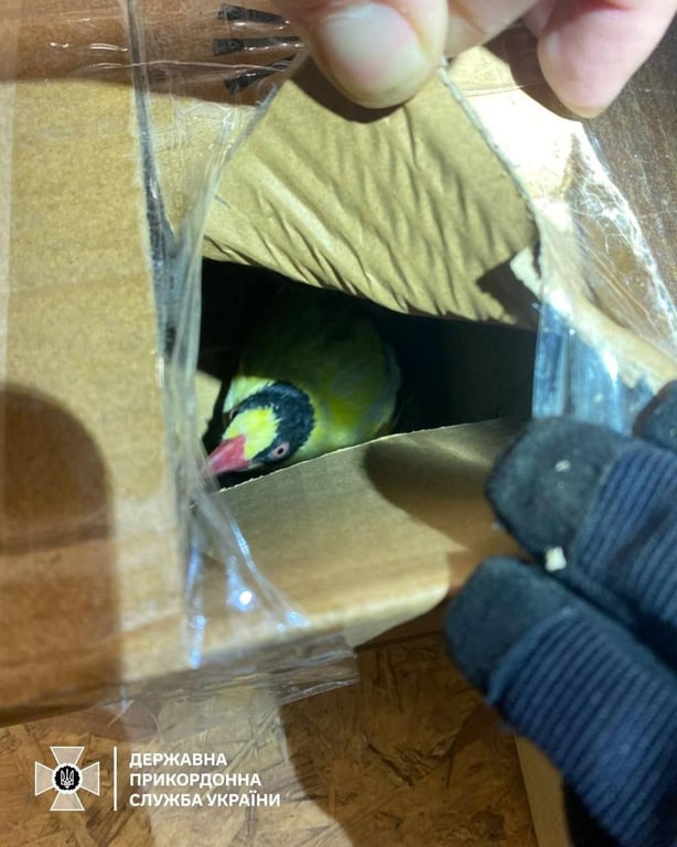 Поляк намагався провезти тварин без документів