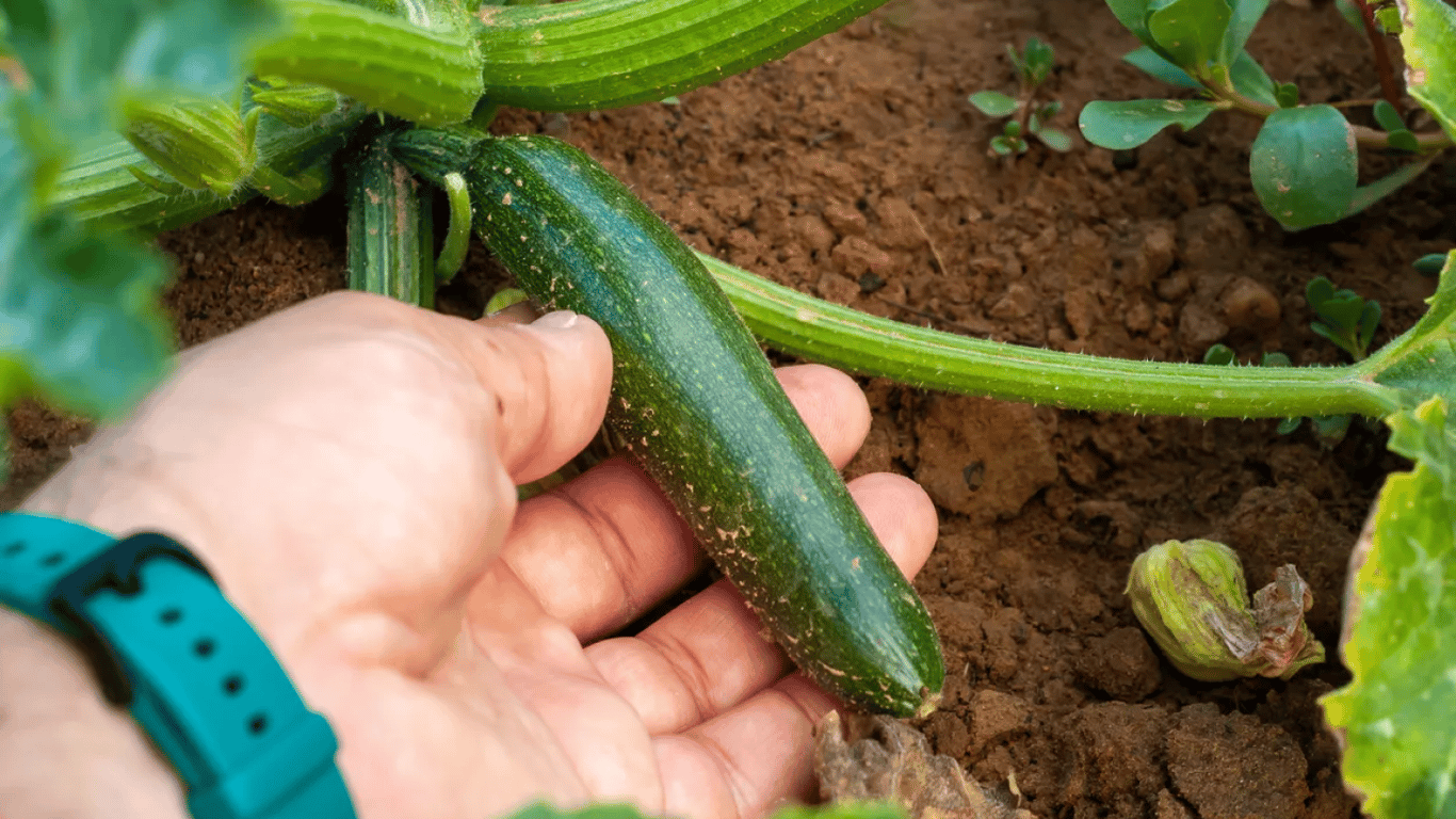 Що не можна садити біля кабачків на городі: список небезпечних сусідів
