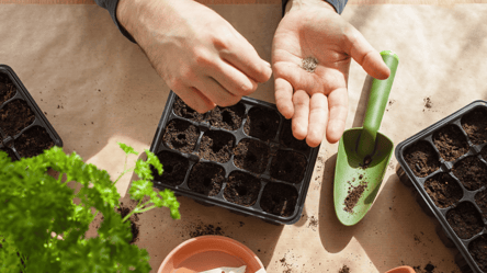 Посейте эти овощи до февраля — урожай будет самым ранним - 285x160