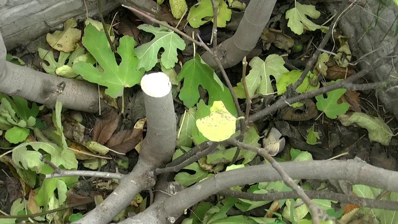 Обрезанные ветки дерева инжира