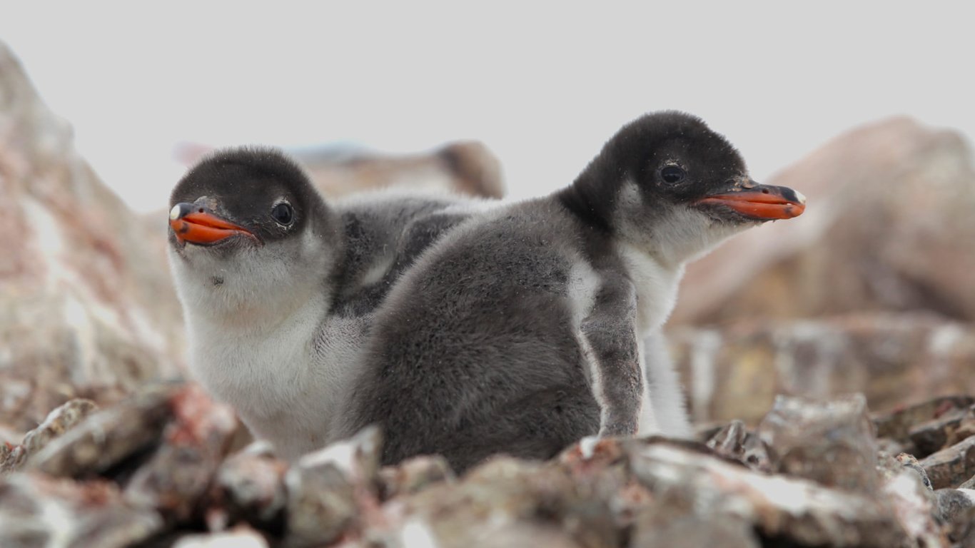 На антарктической станции "Академик Вернадский" ожидают "беби-бум" пингвинов